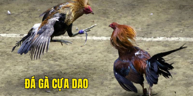 Giới thiệu những thông tin cơ bản về loại hình đá gà cựa dao